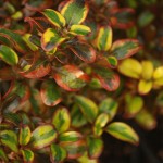 01coprosma01 'Tequila Sunrise'