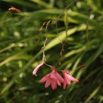 01tritonia01 subsp. rubrolucens