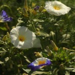 02convolvulus03