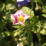 02convolvulus04 'Flagship'