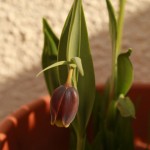 03fritillaria01