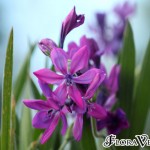 01babiana02 'Purple Sensation'