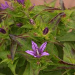 02campanula01