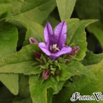 02campanula02 'Bellefleur Blue'