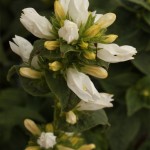 02campanula03 'Alba'