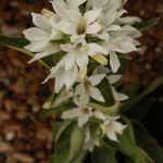 02campanula04 'Alba'
