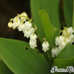 01convallaria03