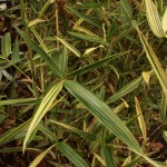 01hibanobambusa02 'Shiroshima'