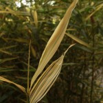 01hibanobambusa04 'Shiroshima'