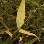 01hibanobambusa05 'Shiroshima'