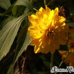 04rudbeckia05