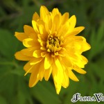 04rudbeckia06 ‘Goldquelle'