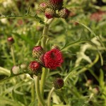 01cirsium02 'Atropurpureum'