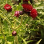 01cirsium03 'Atropurpureum'