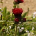 01cirsium04 'Atropurpureum'
