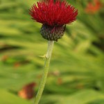 01cirsium05 'Atropurpureum'