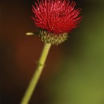 01cirsium06 'Atropurpureum'