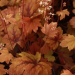 01heucherella01 ‘Sweet Tea’