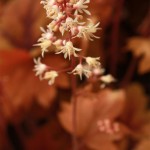 01heucherella02 ‘Sweet Tea’