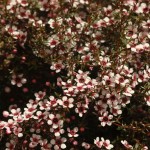 01leptospermum01 'Huia'