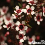 01leptospermum03 'Huia'