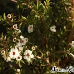01leptospermum04 'Snow Flurry'