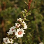 01leptospermum05 'Snow Flurry'