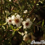 01leptospermum06 'Snow Flurry'
