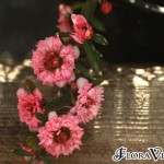 01leptospermum09 'Coral Candy'