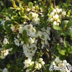 02chaenomeles01 'Nivalis'