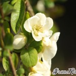 02chaenomeles02 'Nivalis'