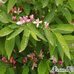 04lonicera03