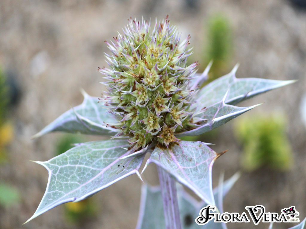 Eryngium maritimum « Floravera