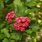 01crataegus02 ‘Paul's Scarlet’