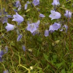 04campanula01 'Blue Baby'