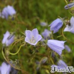 04campanula03 'Blue Baby'