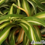 01chlorophytum03 'Bonnie'