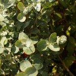 01eucalyptus02