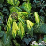 02hedera01 'Sulphur Heart'