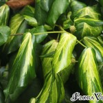 02hedera02 'Sulphur Heart'