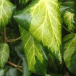02hedera03 'Sulphur Heart'