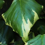 02hedera05 'Dentata Variegata'