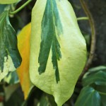 02hedera06 'Dentata Variegata'