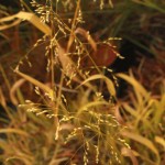 01panicum06 'Strictum'