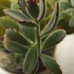02kalanchoe01