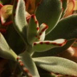 02kalanchoe02