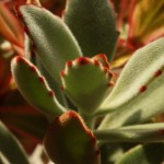 02kalanchoe03