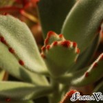 02kalanchoe04
