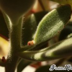 02kalanchoe05