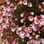 01diascia01